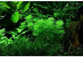 Limnophila sessiliflora in vitro