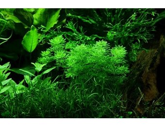 Limnophila sessiliflora in vitro