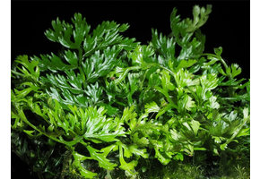 Tropica Bolbitis Heteroclita Difformis in vitro 1-2 Grow!