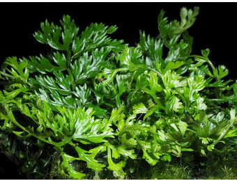 Bolbitis Heteroclita Difformis in vitro