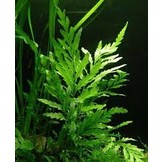Tropica Bolbitis Heteroclita Difformis in vitro 1-2 Grow!