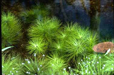 Eriocaulon setaceum in vitro
