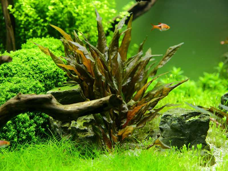 Cryptocoryne wendtii kompakt in vitro