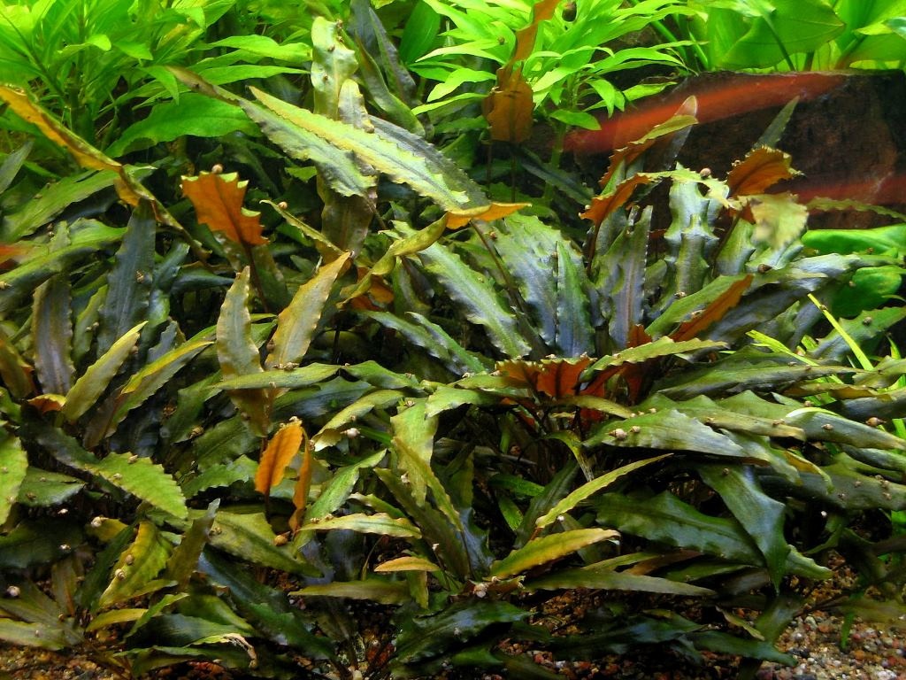 Cryptocoryne wendtii kompakt in vitro
