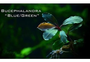 Bucephalandra bleu vert in vitro