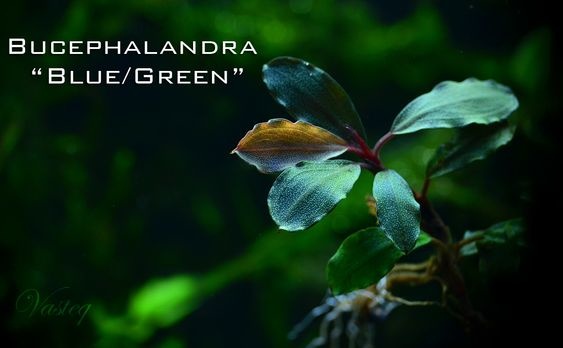 Bucephalandra Blue green in vitro