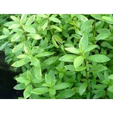 Hygrophila polysperma