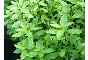 Hygrophila polysperma