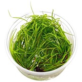 Juncus repens 1-2 grow in vitro