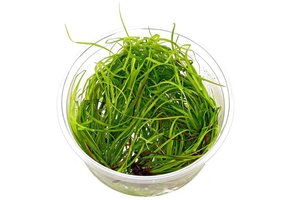 Juncus repens 1-2 grow in vitro