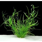 Juncus repens 1-2 grow in vitro