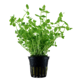 TROPICA LINDERNIA ROTONDIFOLIA POT