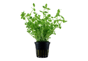TROPICA LINDERNIA ROTONDIFOLIA POT