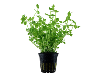 TROPICA LINDERNIA ROTONDIFOLIA POT