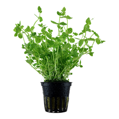 TROPICA LINDERNIA ROTONDIFOLIA POT