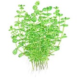 TROPICA LINDERNIA ROTONDIFOLIA POT