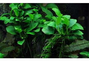 Tropica  Anubias barteri 'Petite' ( nana bonsai)