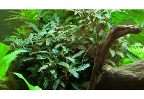 Bucephalandra sp. 'Rouge' in vitro