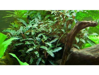 Bucephalandra sp. 'Rouge' in vitro