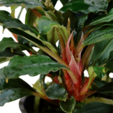 Bucephalandra sp. 'Red' In vitro