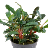 Bucephalandra sp. 'Rouge' in vitro