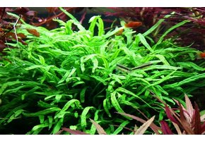 Tropica Microsorum Pteropus 'Trident'