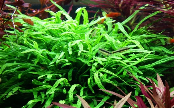 TROPICA Microsorum Pteropus 'Trident'