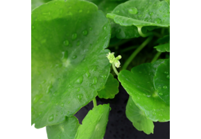 Tropica Hydrocotyle Verticillata