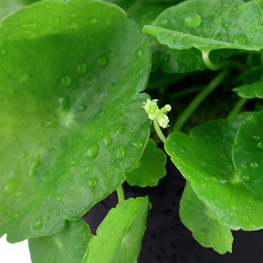 Tropica Hydrocotyle Verticillata