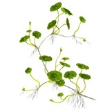 TROPICA HYDROCOTELLE VERTICILLATA