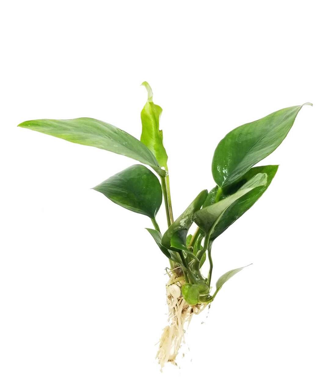 Anubias Nangi in Vitro