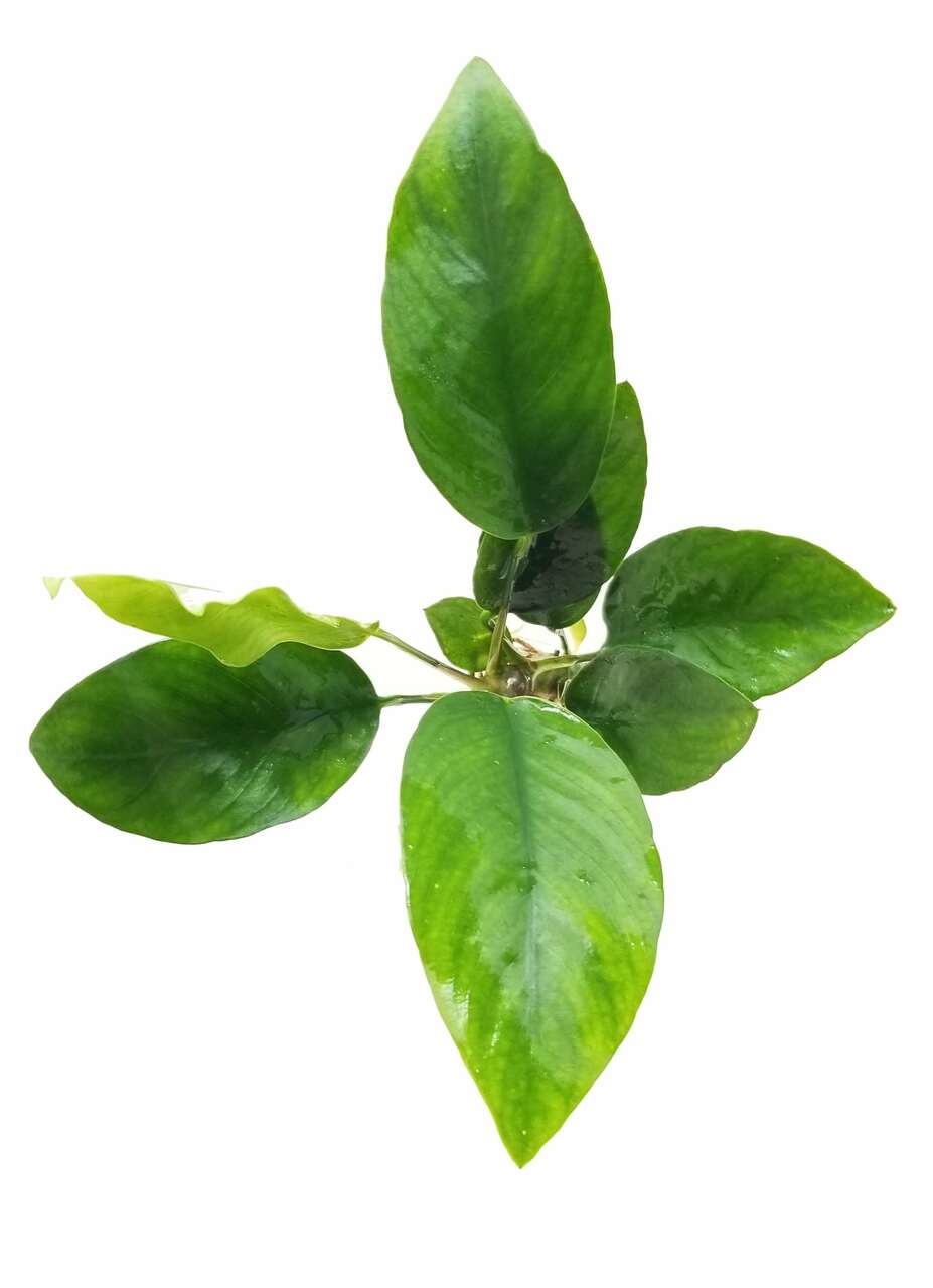 Anubias Nangi in Vitro
