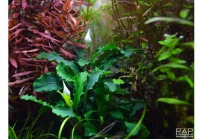 Bucephalandra Wavy Green In Vitro