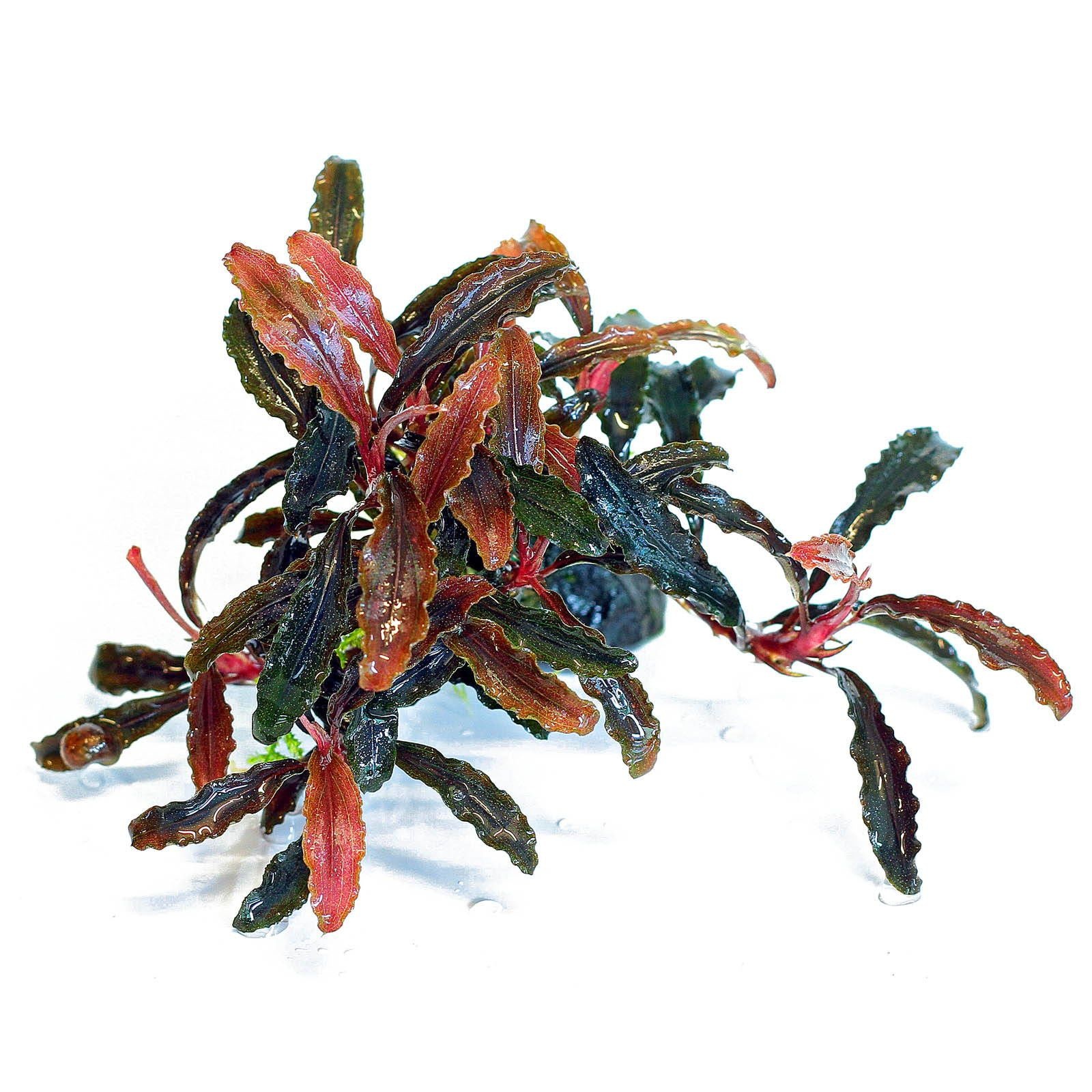 Tropica Bucephalandra Kedagang in Vitro Limited Edition