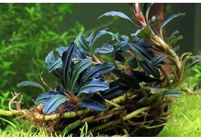 Tropica Bucephalandra Kedagang in Vitro Limited Edition
