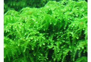 Vesicularia Creeping Moss