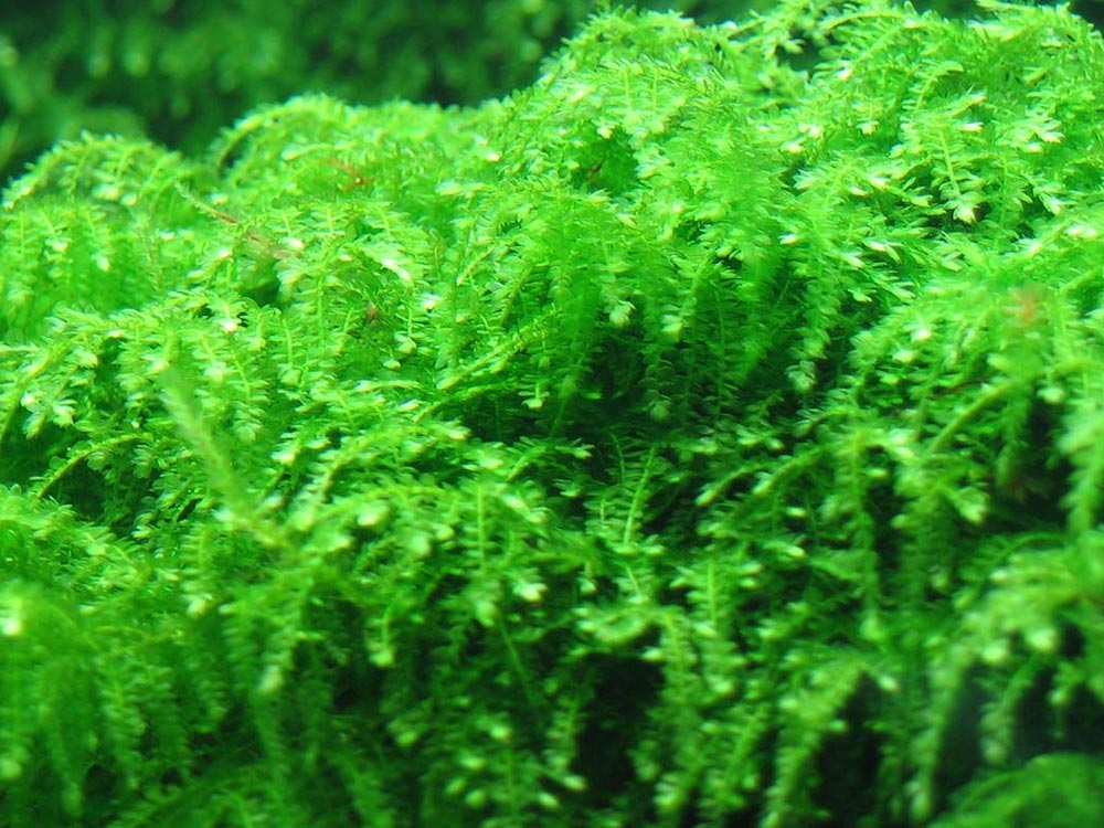 Vesicularia Creeping Moss