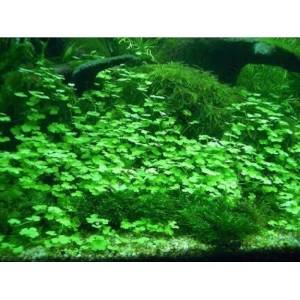 Hydrocotyle Sibthorpioides - In Vitro