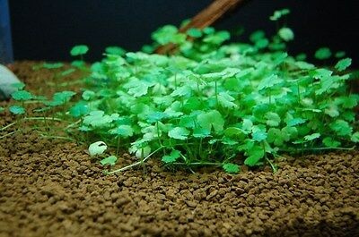 Hydrocotyle Sibthorpioides - In Vitro