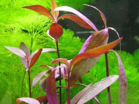 Alternanthera Sessilis - In Vitro