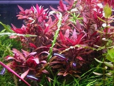 Alternanthera Sessilis - In Vitro