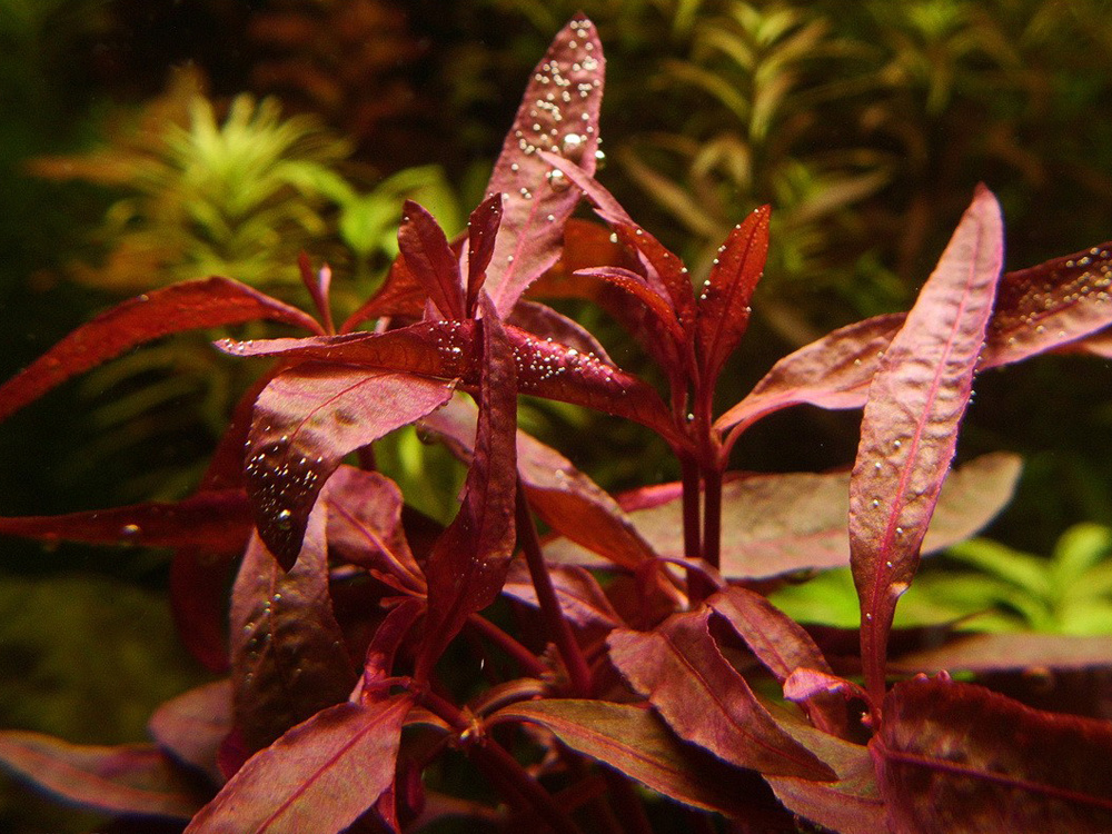Alternanthera Sessilis - In Vitro