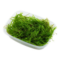 Tropica Taxiphyllum 'Taiwan moss' Portion Limited edition