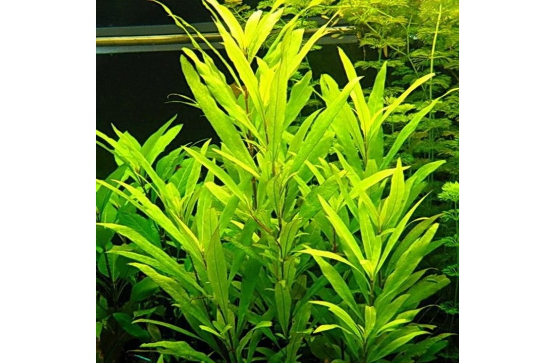Hygrophila corymbosa Siamensis 53B - In Vitro