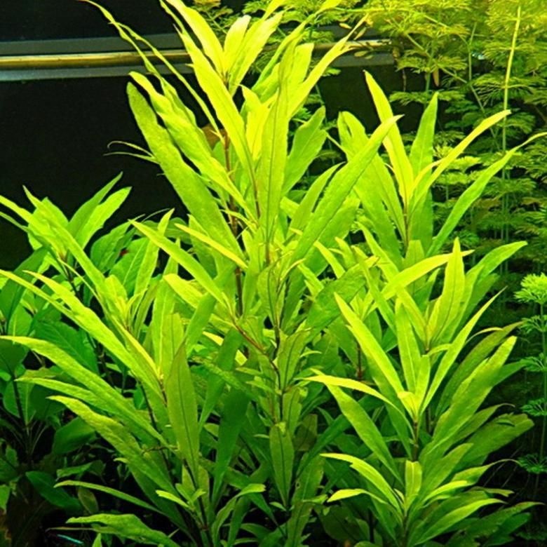 Hygrophila corymbosa Siamensis 53B Thailand In Vitro