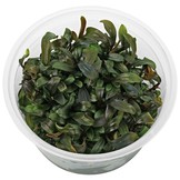 Bucephalandra Brownie Ghost - In Vitro