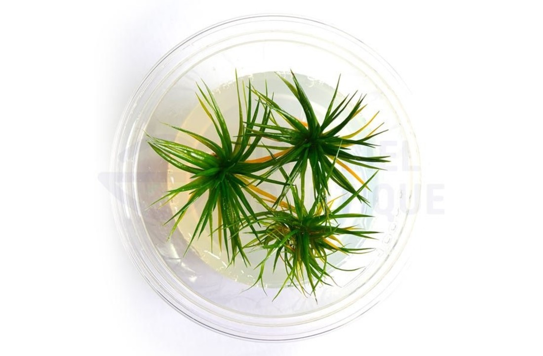 Eriocaulon sp. Polaris in vitro