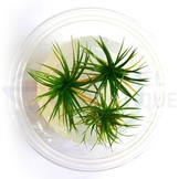 Eriocaulon sp. Polaris in vitro