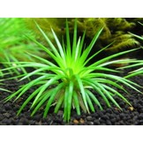 Eriocaulon sp. Polaris in vitro