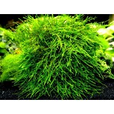 Tropica Taxiphyllum  Giant moss